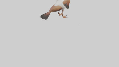 Egyptian Goose waddling model 3D model