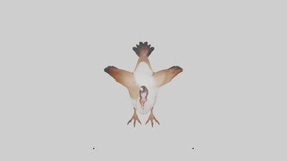 Egyptian Goose waddling model 3D model