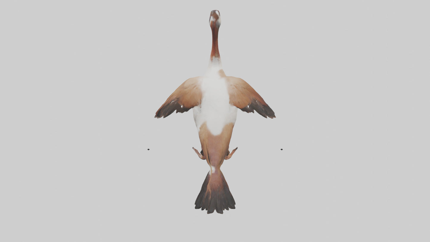 Egyptian Goose waddling model 3D model