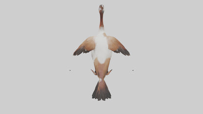 Egyptian Goose waddling model 3D model