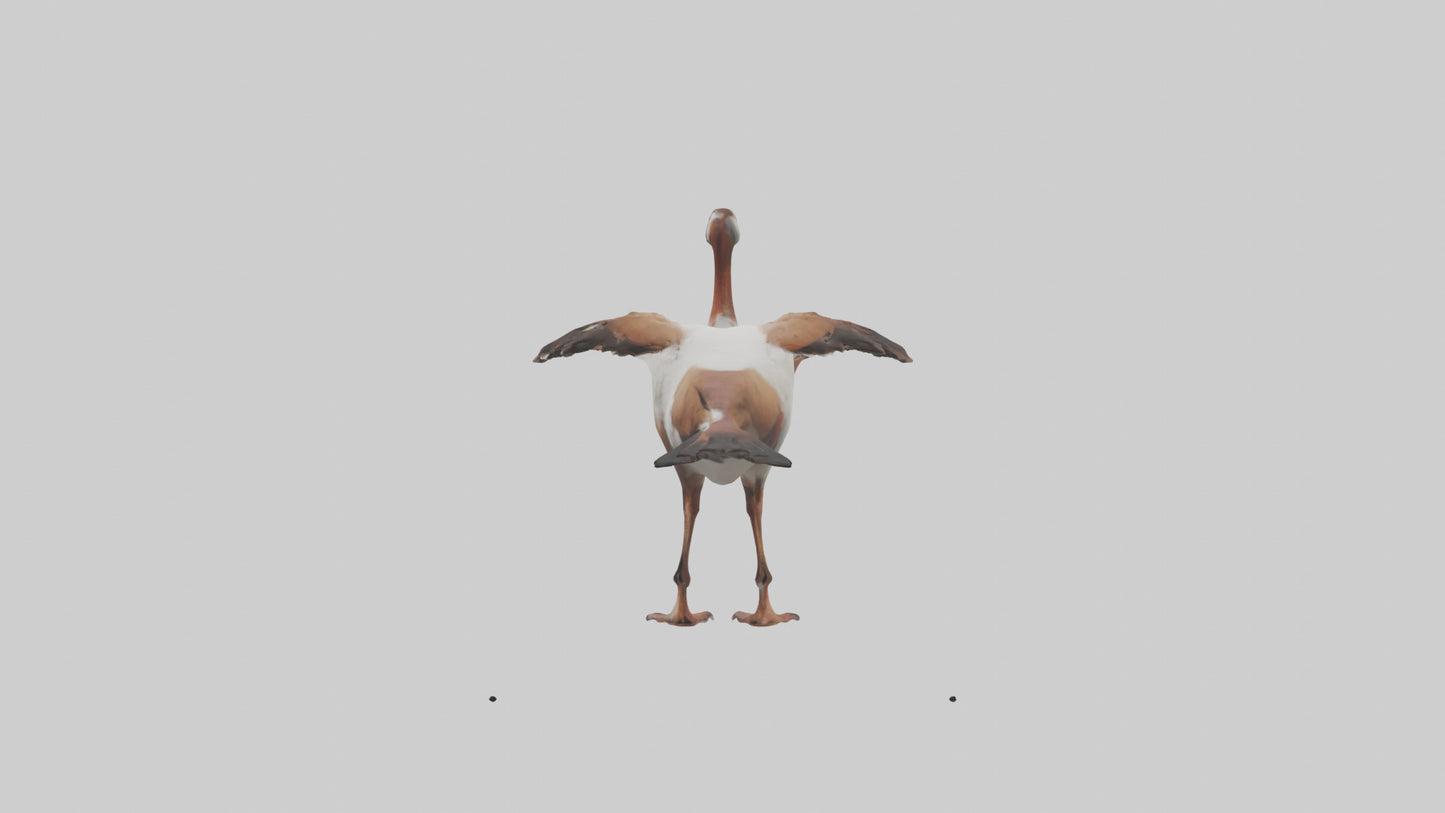 Egyptian Goose waddling model 3D model