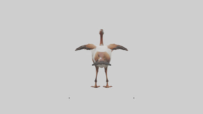 Egyptian Goose waddling model 3D model