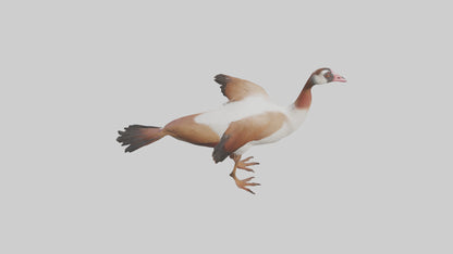 Egyptian Goose waddling model 3D model