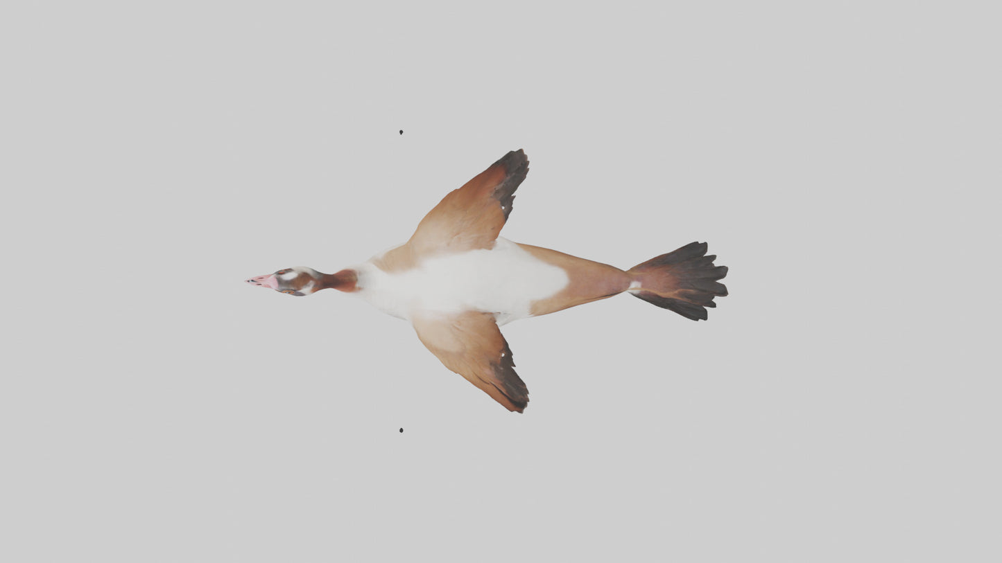 Egyptian Goose waddling model 3D model