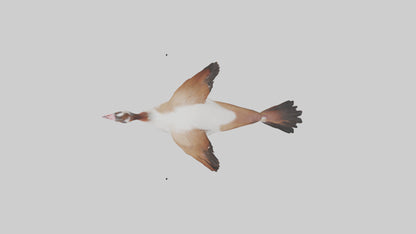 Egyptian Goose waddling model 3D model