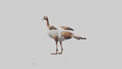 Egyptian Goose waddling model 3D model