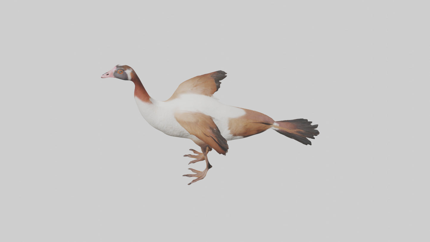 Egyptian Goose waddling model 3D model
