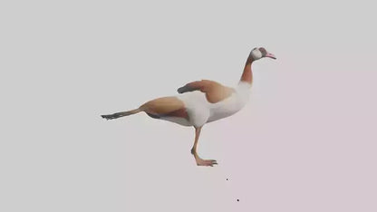 Egyptian Goose waddling model 3D model