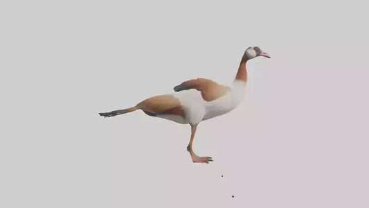 Egyptian Goose waddling model 3D model