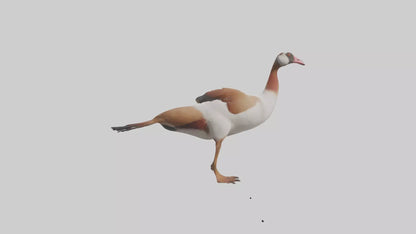 Egyptian Goose waddling model 3D model