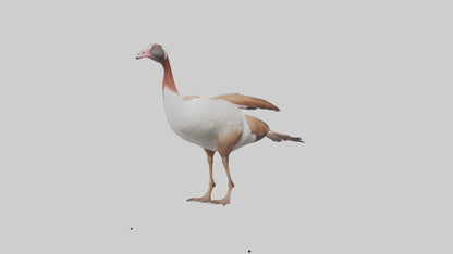 Egyptian Goose waddling model 3D model