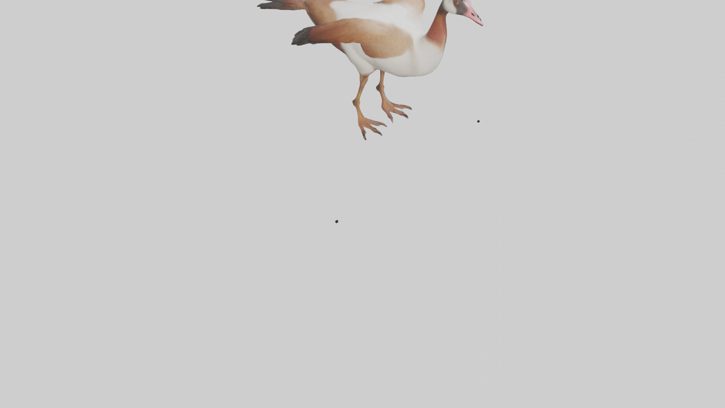 Egyptian Goose waddling model 3D model