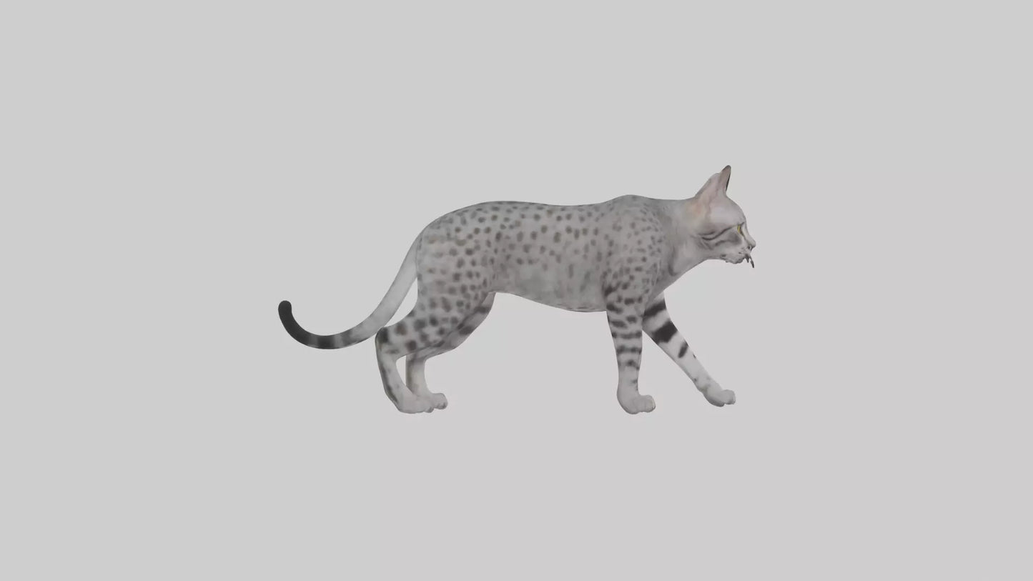 Egyptian Mau stalking model 3D model
