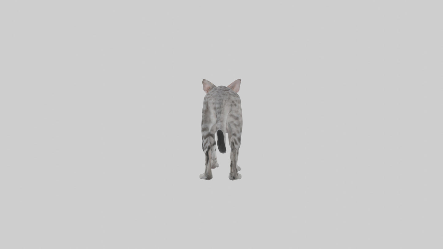 Egyptian Mau stalking model 3D model