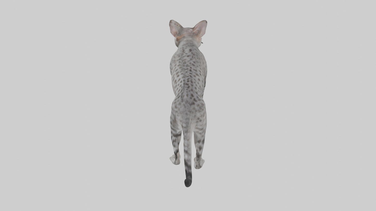 Egyptian Mau stalking model 3D model