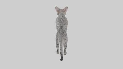 Egyptian Mau stalking model 3D model