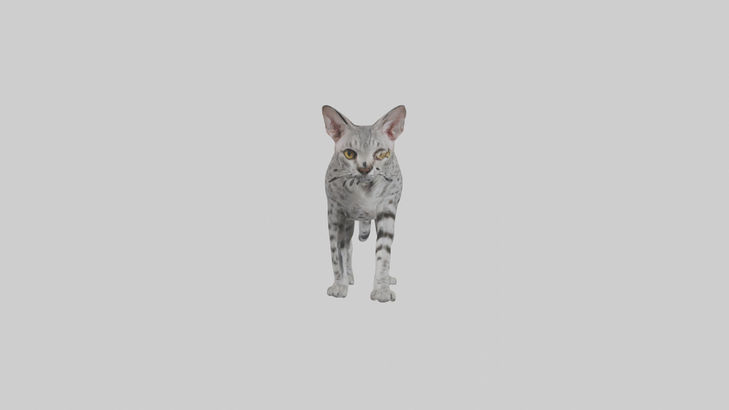 Egyptian Mau stalking model 3D model