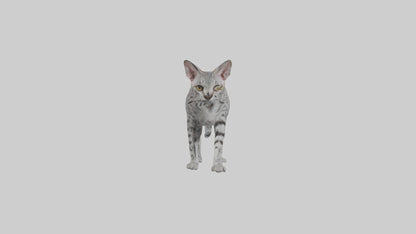 Egyptian Mau stalking model 3D model