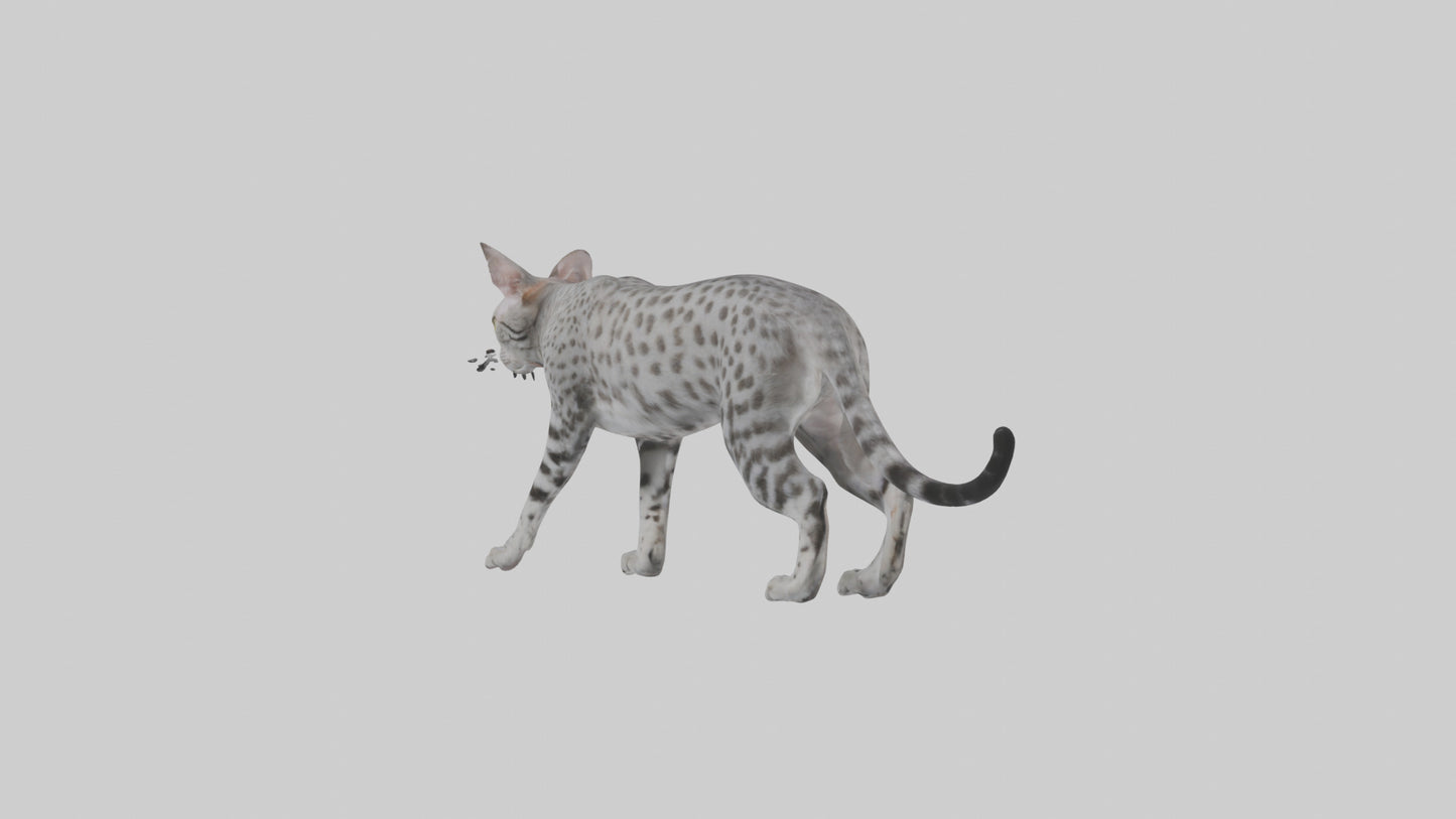 Egyptian Mau stalking model 3D model