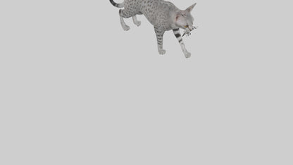 Egyptian Mau stalking model 3D model