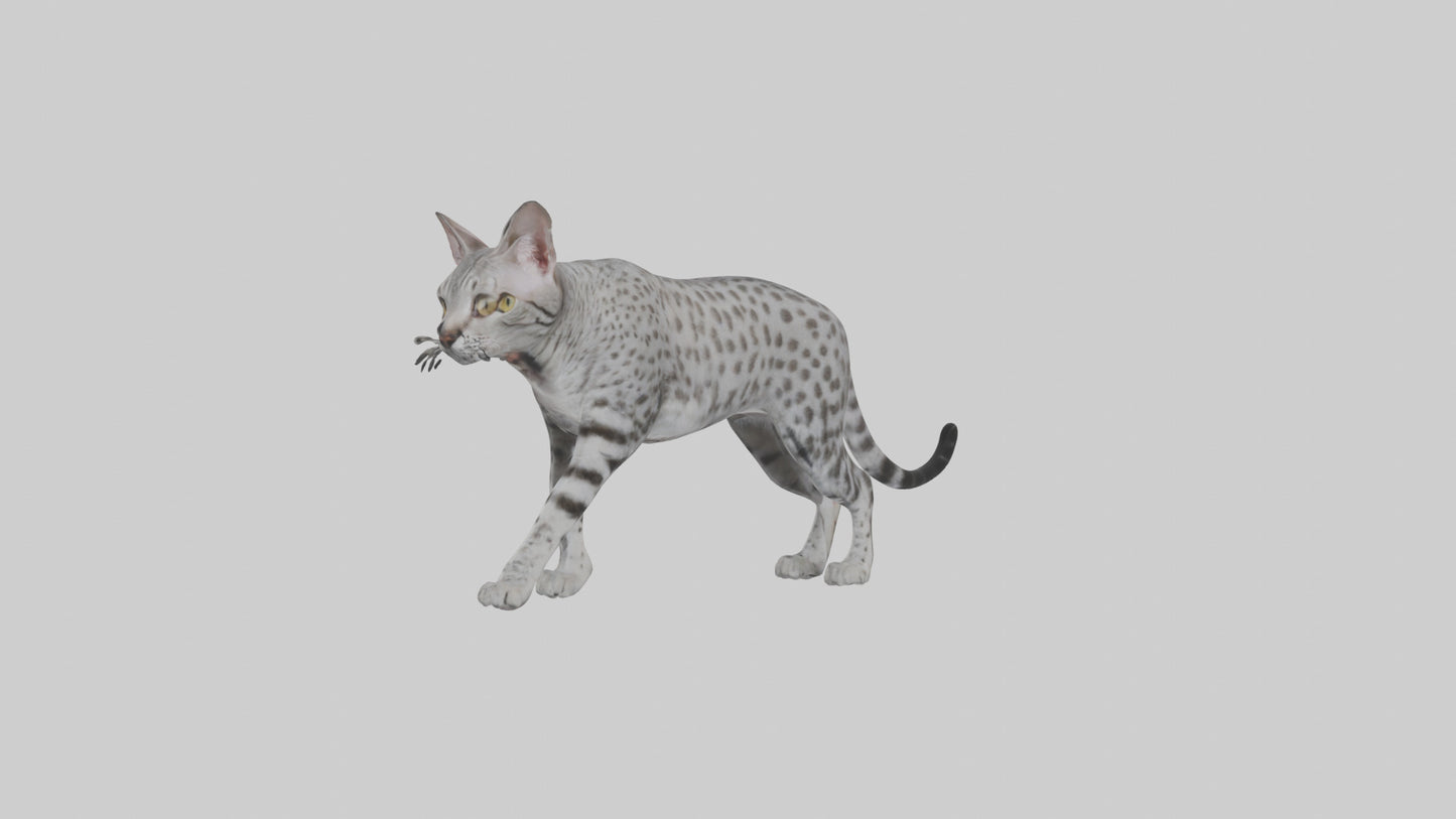 Egyptian Mau stalking model 3D model