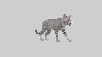 Egyptian Mau stalking model 3D model