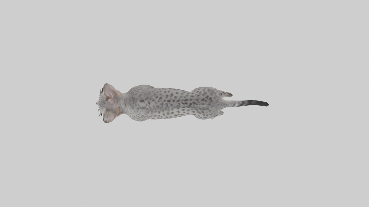 Egyptian Mau stalking model 3D model