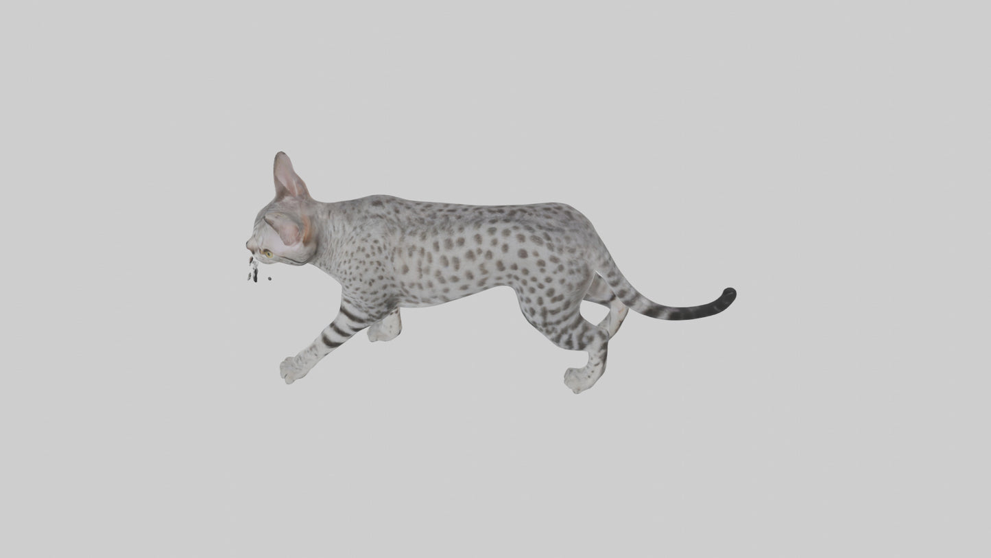 Egyptian Mau stalking model 3D model