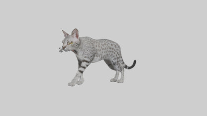 Egyptian Mau stalking model 3D model