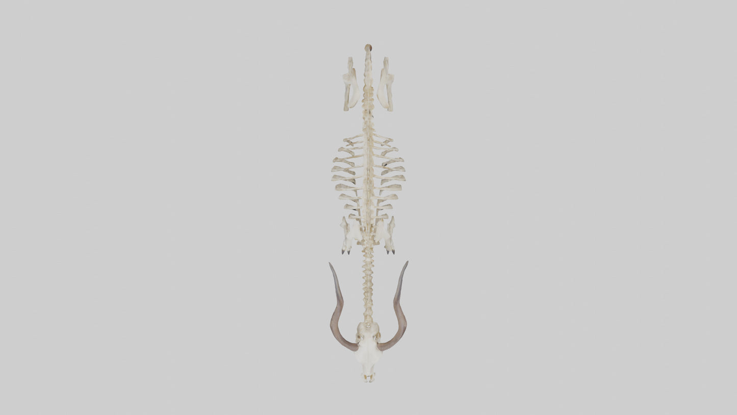 Eland Skeleton model 3D model