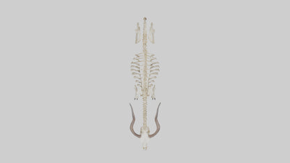 Eland Skeleton model 3D model