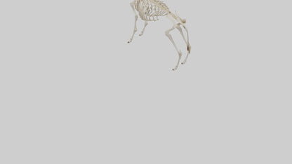 Eland Skeleton model 3D model