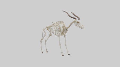Eland Skeleton model 3D model