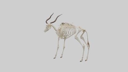 Eland Skeleton model 3D model
