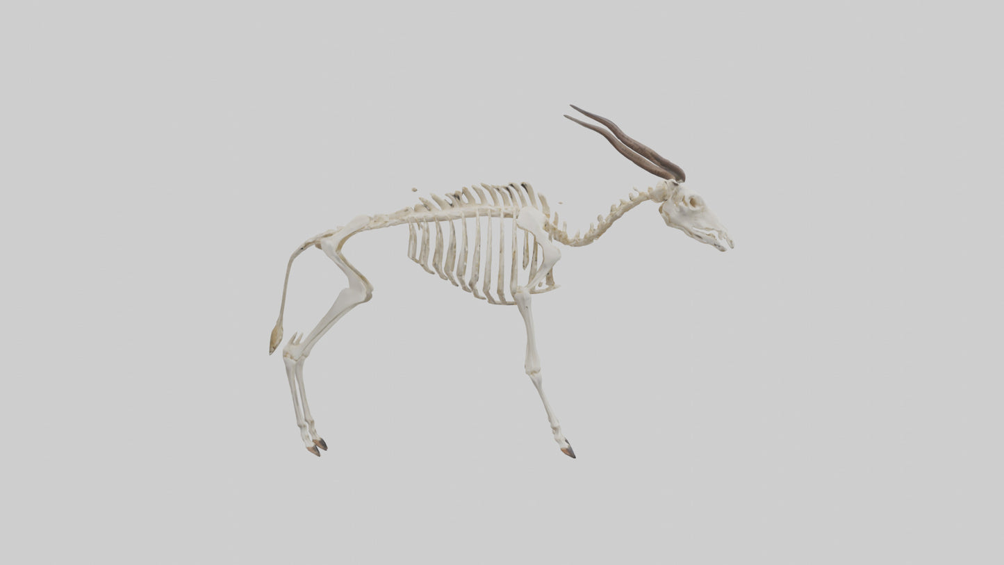 Eland Skeleton model 3D model