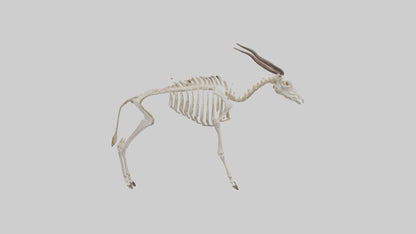Eland Skeleton model 3D model