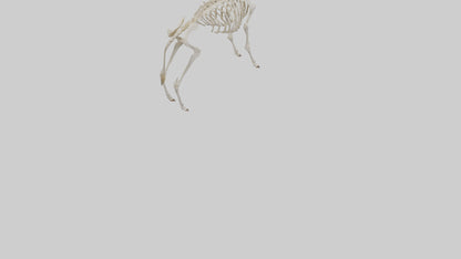 Eland Skeleton model 3D model