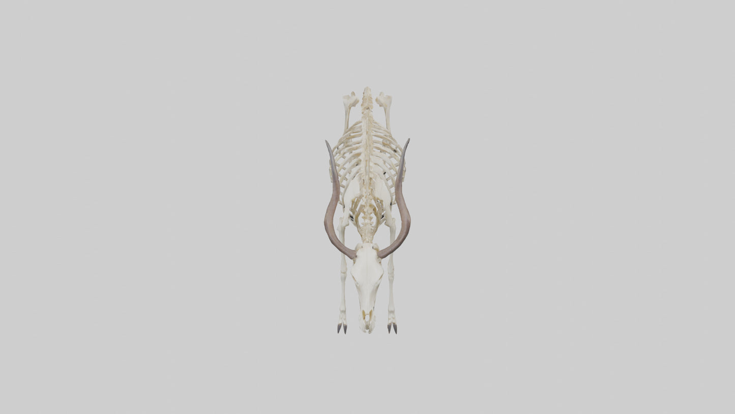 Eland Skeleton model 3D model