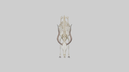 Eland Skeleton model 3D model