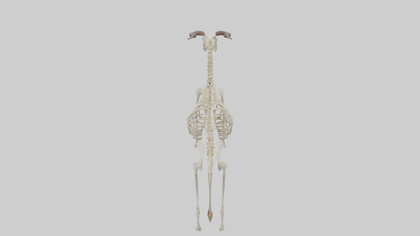 Eland Skeleton model 3D model