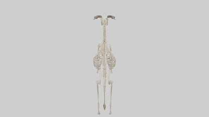 Eland Skeleton model 3D model