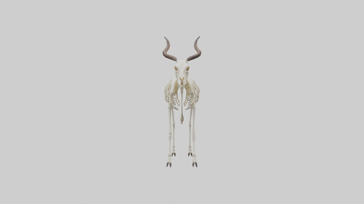 Eland Skeleton model 3D model