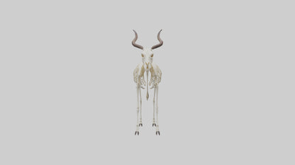 Eland Skeleton model 3D model