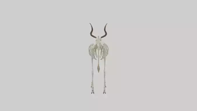 Eland Skeleton model 3D model