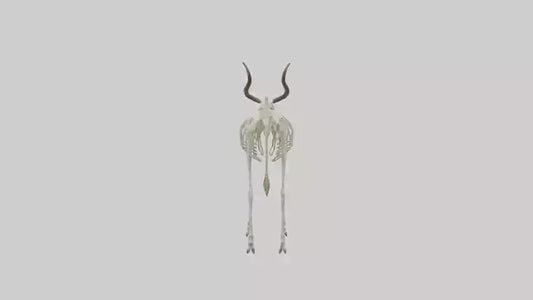 Eland Skeleton model 3D model
