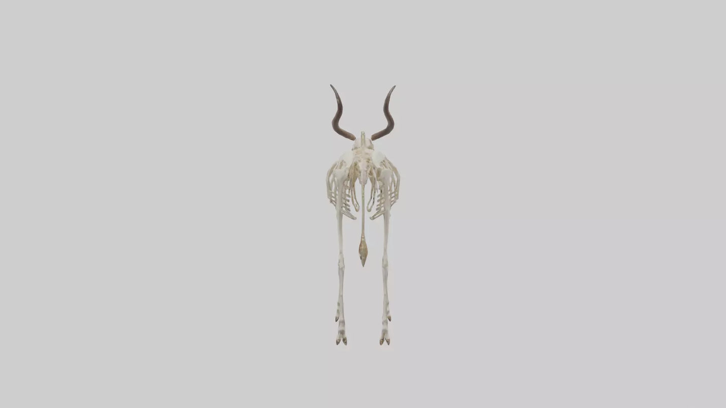 Eland Skeleton model 3D model