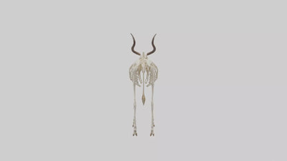 Eland Skeleton model 3D model