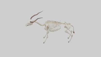 Eland Skeleton model 3D model