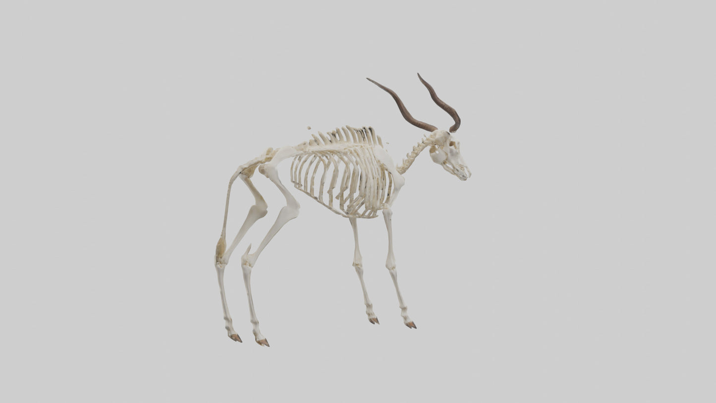 Eland Skeleton model 3D model