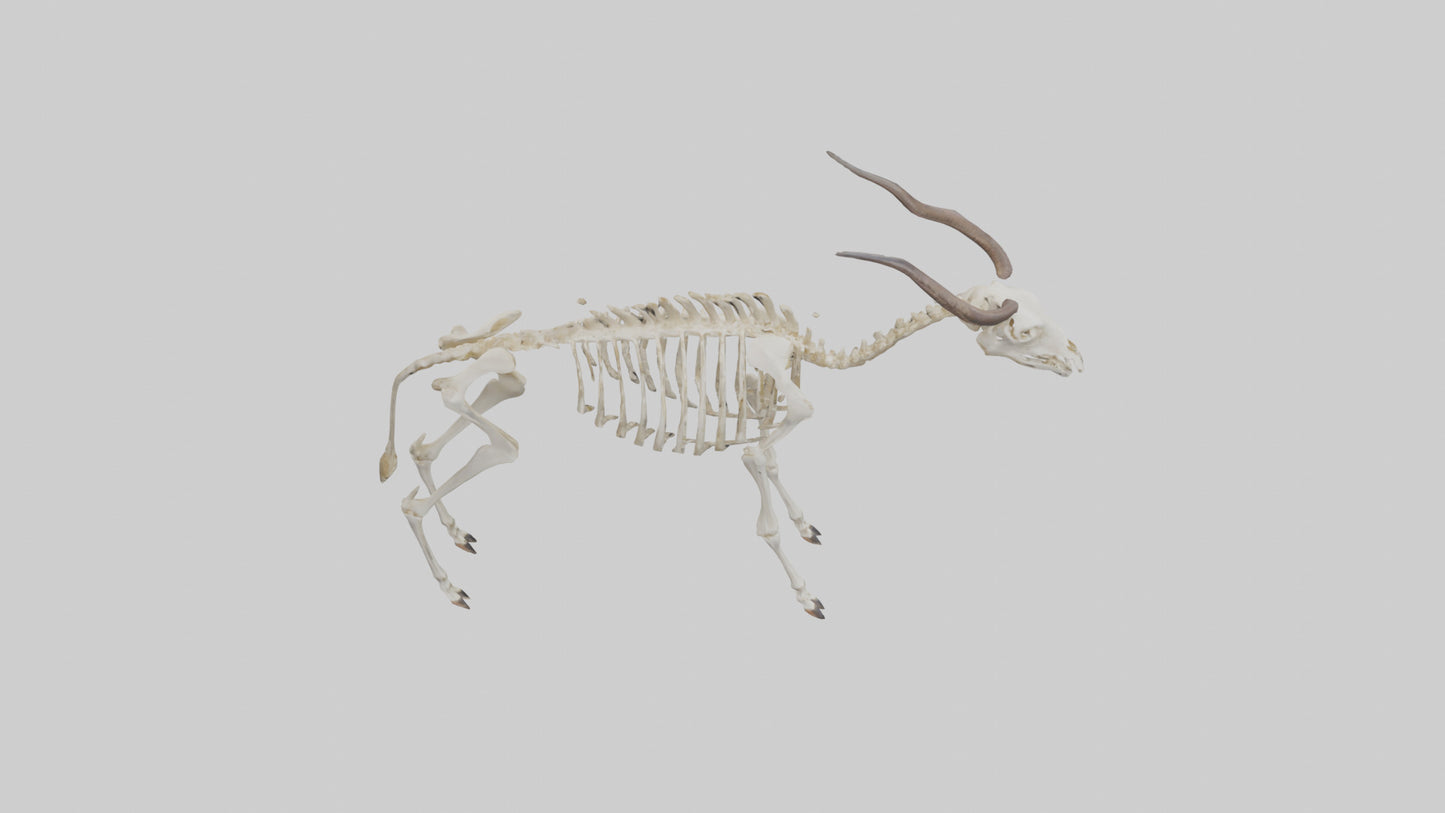 Eland Skeleton model 3D model